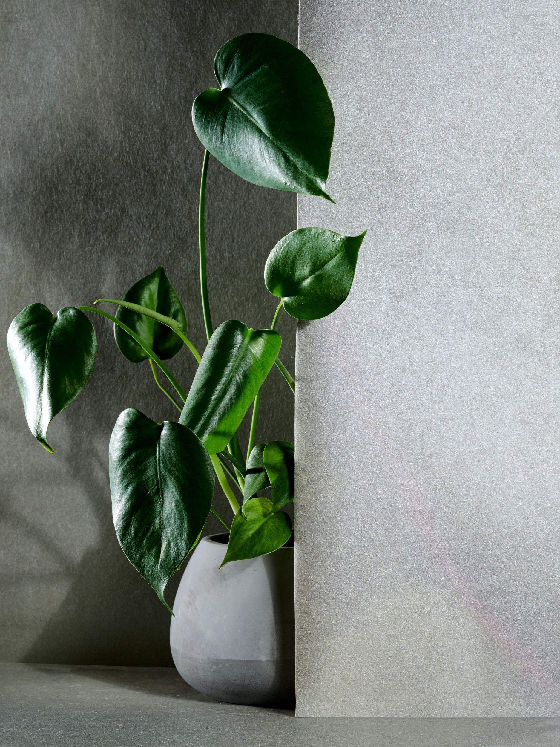 Houseplant Hustle